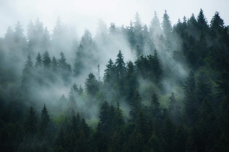 Poster - Skog (liggende)