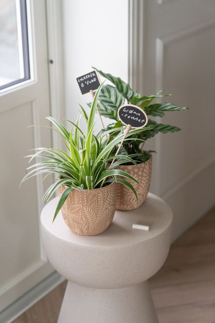 Hovedbilde Planteskilt Rektangel m/Kritt