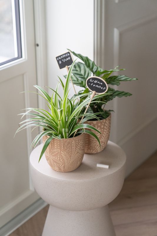 Planteskilt Rektangel m/Kritt