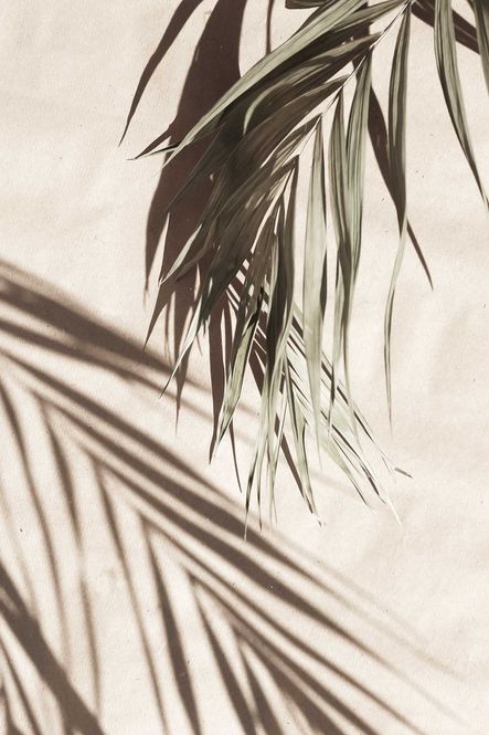 Hovedbilde Poster - Palme Skygge 1