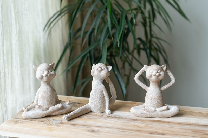 Yogakatt - Avslappet