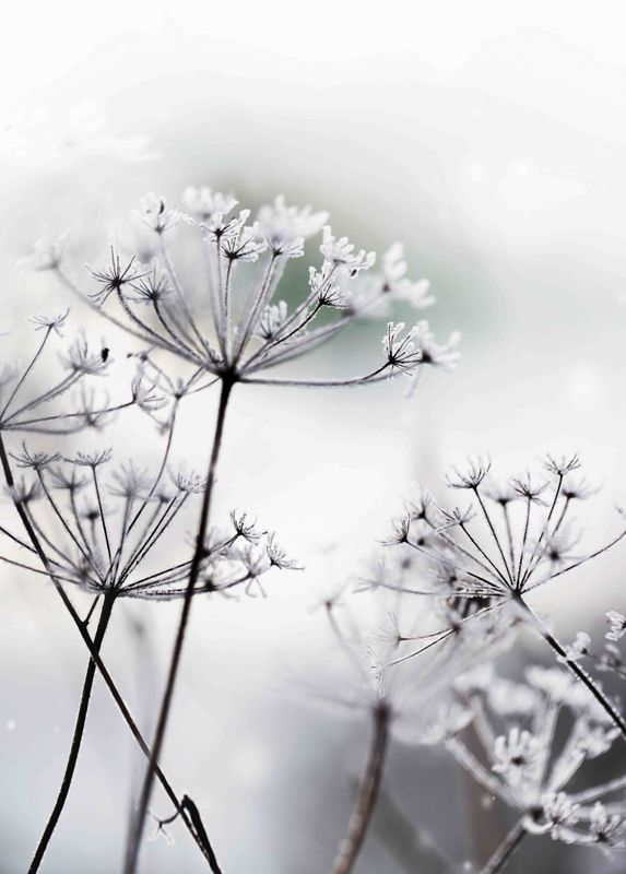 Poster - Frost Blomst