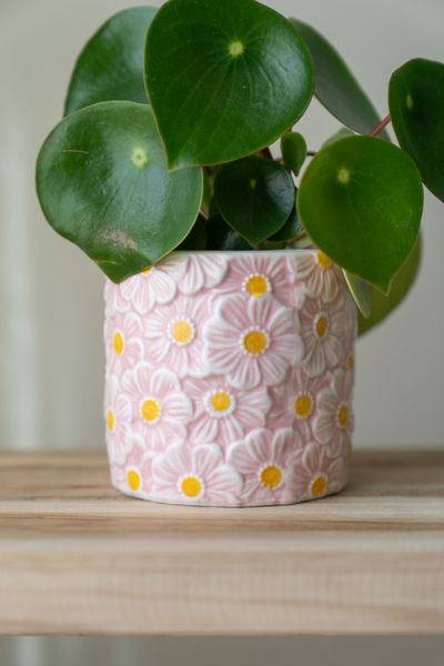 Hovedbilde Blomsterpotte blomster – 10 cm – Rosa